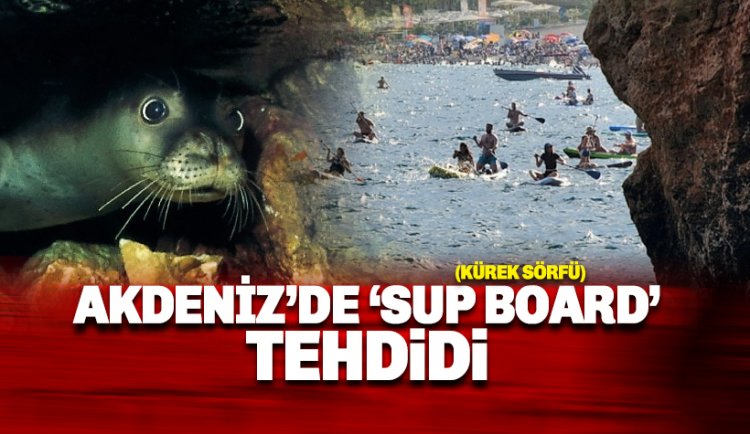 Akdeniz'de 'SUP Board' tehdidi, Foklar yavrusunu terk edebilir