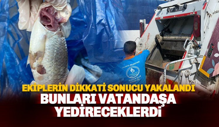 Alanya'da mide bulandıran görüntüler: Suçüstü yakalandılar