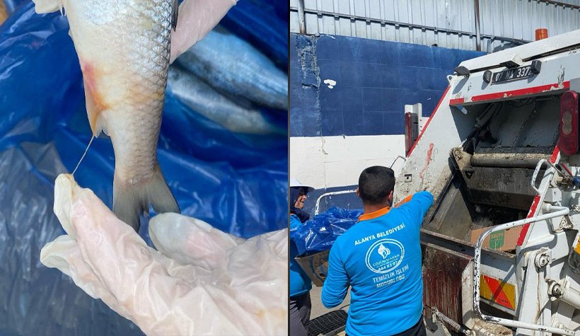 Alanya'da mide bulandıran görüntüler: Suçüstü yakalandılar