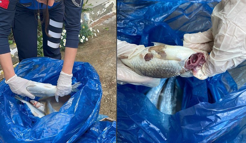 Alanya'da mide bulandıran görüntüler: Suçüstü yakalandılar