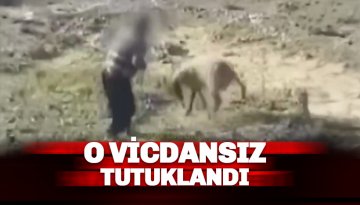 Alanya'daki o vicdansız tutuklandı