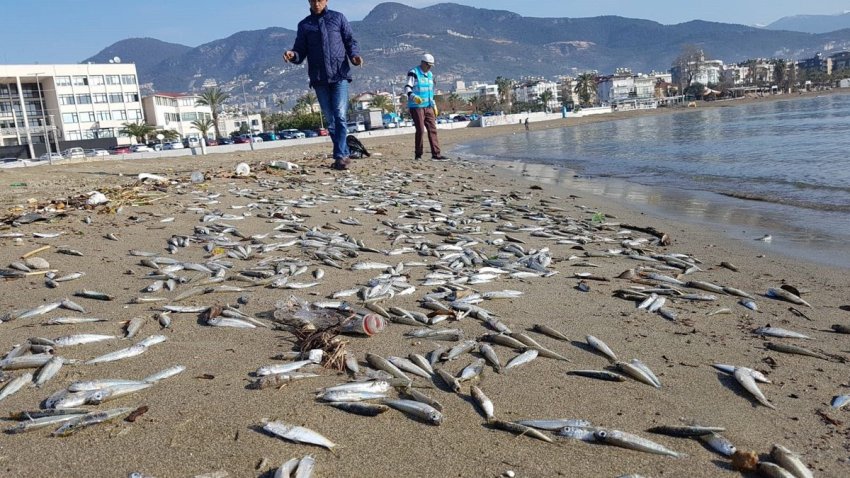 Alanya'da Korkutan Manzara: İşte Türkiye'de gündem olan görüntüler